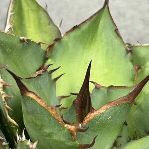 多肉植物 【特選】 アガベ agave titanota チタノタ『宝珠』 強棘 10の画像7