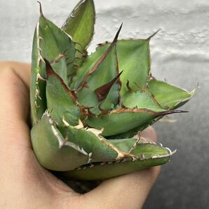 多肉植物 【特選】 アガベ agave titanota チタノタ『宝珠』 強棘 10の画像4
