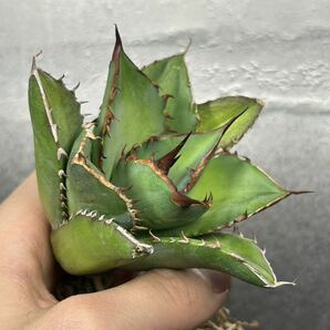 多肉植物 【特選】 アガベ agave titanota チタノタ『宝珠』 強棘 10の画像3
