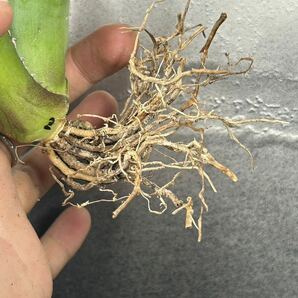 多肉植物 【特選】 アガベ agave titanota チタノタ『宝珠』 強棘 10の画像8