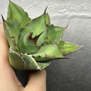 多肉植物 【特選】 アガベ agave titanota チタノタ『宝珠』 強棘 10の画像6