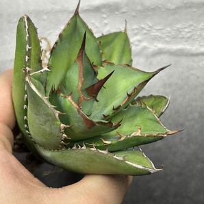 多肉植物 【特選】 アガベ agave titanota チタノタ『宝珠』 強棘 10の画像5