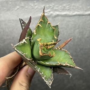 多肉植物 【特選】 アガベ agave titanota チタノタ『シーザー』 5の画像4