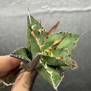 多肉植物 【特選】 アガベ agave titanota チタノタ『シーザー』 5の画像1