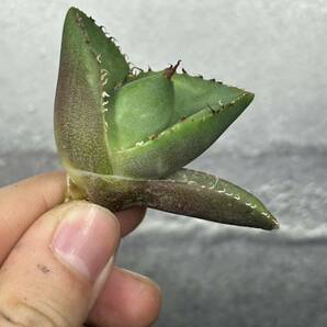 多肉植物 【特選】 アガベ agave titanota 『ジャガーノート』 7の画像3