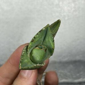 多肉植物 【特選】 アガベ agave titanota 『ジャガーノート』 7の画像5