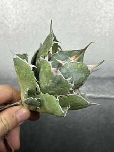 多肉植物　【特選】　アガベ　agave titanota チタノタ『白氷』　2