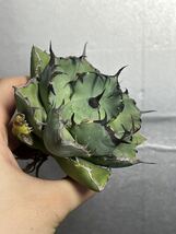 多肉植物　【特選】　アガベ　agave titanota チタノタ『黒鯨』　2_画像3