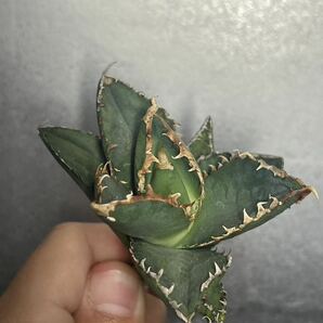多肉植物 【特選】 アガベ agave titanota チタノタ『狼人』 9の画像2
