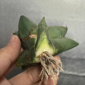 多肉植物 【特選】 アガベ agave titanota チタノタ『狼人』 9の画像7