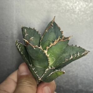 多肉植物 【特選】 アガベ agave titanota チタノタ『狼人』 9の画像3