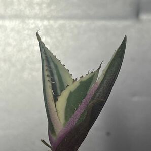 多肉植物 【特選】 アガベ agave titanota チタノタ『スナグルトゥース』 3の画像2