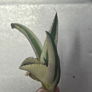 多肉植物 【特選】 アガベ agave titanota チタノタ『スナグルトゥース』 5の画像3