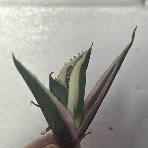 多肉植物 【特選】 アガベ agave titanota チタノタ『スナグルトゥース』 6の画像2