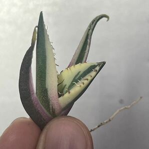 多肉植物 【特選】 アガベ agave titanota チタノタ『スナグルトゥース』 7の画像3