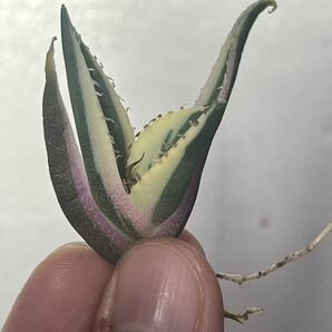 多肉植物 【特選】 アガベ agave titanota チタノタ『スナグルトゥース』 8の画像2