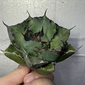 多肉植物 【特選】 アガベ agave titanota チタノタ『黑鯨』 1の画像4