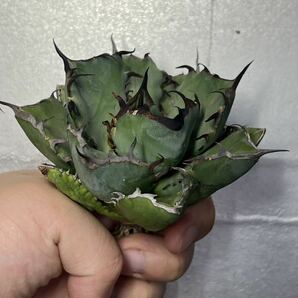 多肉植物 【特選】 アガベ agave titanota チタノタ『黑鯨』 1の画像3