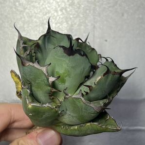 多肉植物 【特選】 アガベ agave titanota チタノタ『黑鯨』 2の画像4