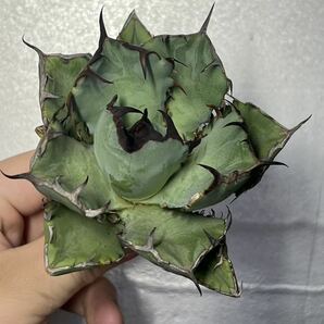 多肉植物 【特選】 アガベ agave titanota チタノタ『黑鯨』 2の画像6