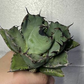 多肉植物 【特選】 アガベ agave titanota チタノタ『黑鯨』 6の画像4