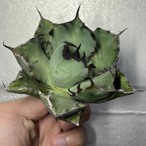 多肉植物 【特選】 アガベ agave titanota チタノタ『黑鯨』 7の画像4