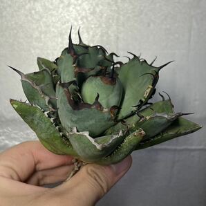 多肉植物 【特選】 アガベ agave titanota チタノタ『黑鯨』 9の画像3