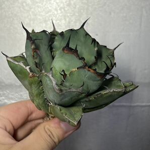 多肉植物 【特選】 アガベ agave titanota チタノタ『黑鯨』 9の画像2