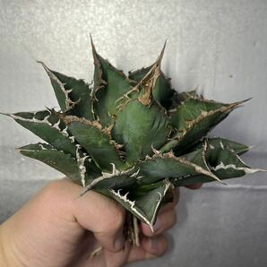 多肉植物 【特選】 アガベ agave titanota チタノタ『海王』 1の画像3