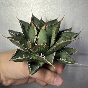 多肉植物 【特選】 アガベ agave titanota チタノタ『海王』 2の画像5