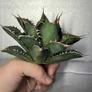 多肉植物 【特選】 アガベ agave titanota チタノタ『海王』 2の画像3
