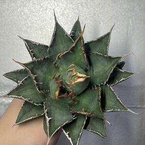 多肉植物 【特選】 アガベ agave titanota チタノタ『海王』 5の画像1