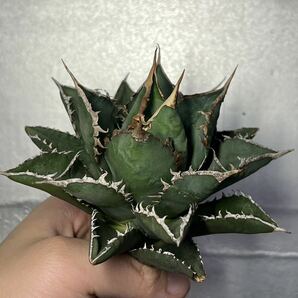 多肉植物 【特選】 アガベ agave titanota チタノタ『海王』 7の画像2