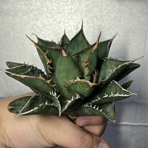 多肉植物 【特選】 アガベ agave titanota チタノタ『海王』 8の画像1