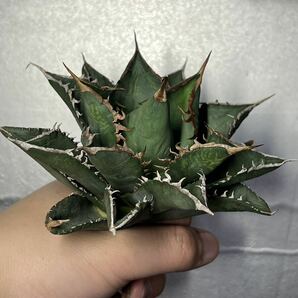 多肉植物 【特選】 アガベ agave titanota チタノタ『海王』 8の画像2