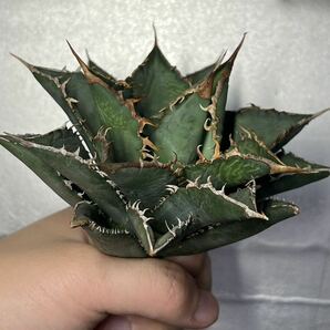 多肉植物 【特選】 アガベ agave titanota チタノタ『海王』 9の画像3