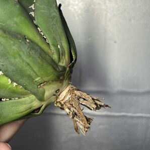 多肉植物 【特選】 アガベ agave titanota チタノタ『海王』 10の画像8