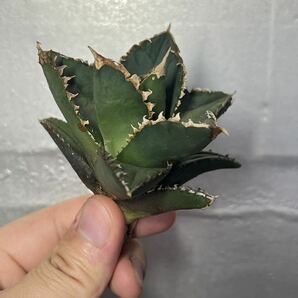 多肉植物 【特選】 アガベ agave titanota チタノタ『狼人』 1の画像1