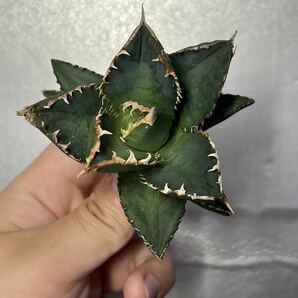 多肉植物 【特選】 アガベ agave titanota チタノタ『狼人』 1の画像6