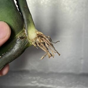 多肉植物 【特選】 アガベ agave titanota チタノタ『狼人』 1の画像7