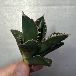 多肉植物 【特選】 アガベ agave titanota チタノタ『狼人』 2の画像3