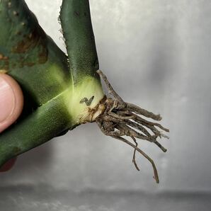 多肉植物 【特選】 アガベ agave titanota チタノタ『狼人』 2の画像6