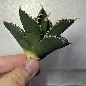 多肉植物 【特選】 アガベ agave titanota チタノタ『狼人』 3の画像1