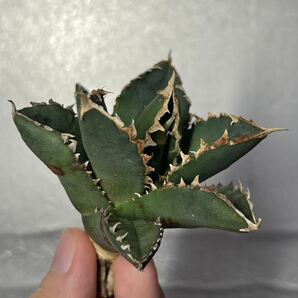 多肉植物 【特選】 アガベ agave titanota チタノタ『狼人』 4の画像4