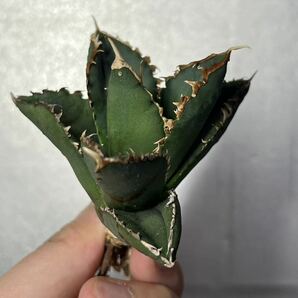 多肉植物 【特選】 アガベ agave titanota チタノタ『狼人』 6の画像5