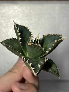 多肉植物　【特選】　アガベ　agave titanota チタノタ『狼人』　8