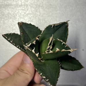 多肉植物 【特選】 アガベ agave titanota チタノタ『狼人』 10の画像6