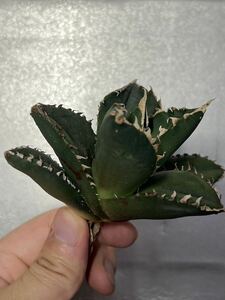 多肉植物　【特選】　アガベ　agave titanota チタノタ『狼人』　10