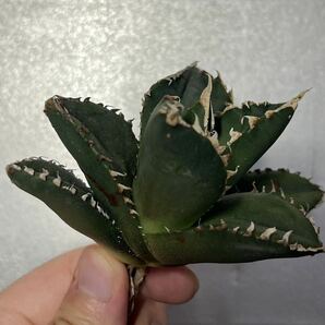 多肉植物 【特選】 アガベ agave titanota チタノタ『狼人』 10の画像1