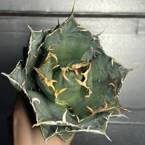 多肉植物 【特選】 アガベ agave titanota チタノタ『白鯨』 1の画像6